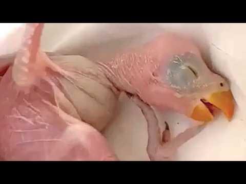 You'd never guess what this baby grew up to be #Video