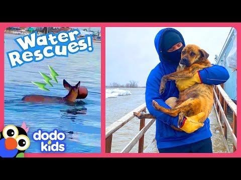 Rescuers Brave Deep Water To Save Trapped Animals | Dodo Kids #Video