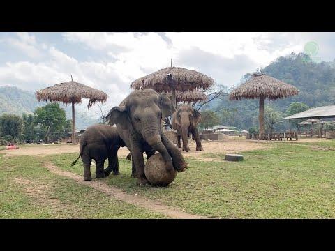 Baby Elephant And Her Mother So Much Fun Playing Ball Together - ElephantNews #Video