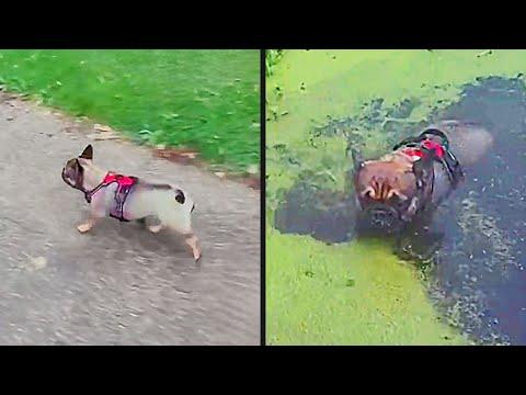 He Thought It Was Grass | Your Daily Dose Of Pets