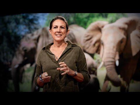 How bees can keep the peace between elephants and humans | Lucy King