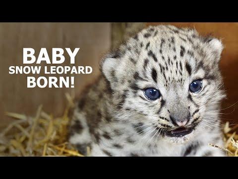 Snow leopard BORN! - The Big Cat Sanctuary #Video
