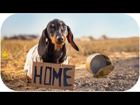 Little rogue! Cute & funny dog video of dachshund puppy!