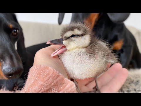 Dachshunds & Yawning Duckling Video