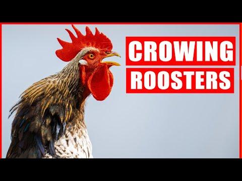 Rooster Crowing Compilation (Morning Rooster Crowing Sound Effect) #Video