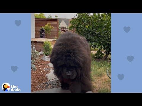 People Think This Lady Has A Bear In Her Backyard #Video