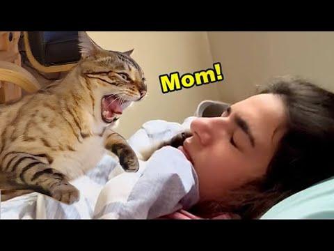 These Cats Speak English Better Than Hooman! #Video