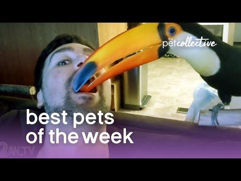 Best Pets of the Week - TROPICAL BIRD BRUNCH | The Pet Collective