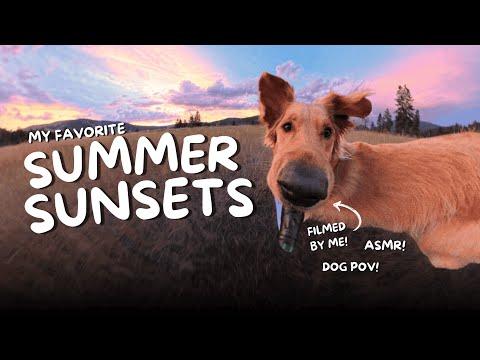 Summer Sunset Tour | Dog Vlog #Video