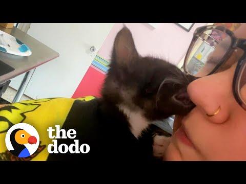 Two Premie Kittens Save Rescuer Who Suffered A Stroke #Video
