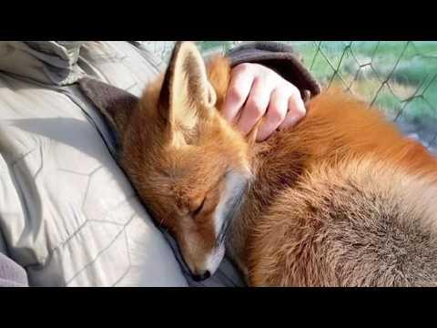 Animals Couldn’t Hold Emotions When Hugged by Their Favorite Human #Video