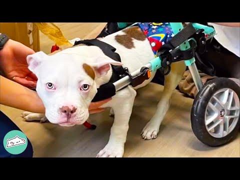 American Bully With Locked Legs Proved Breeder They Were Wrong #Video