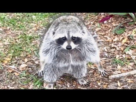 Chonky raccoon put on a diet because he hates exercise #Video