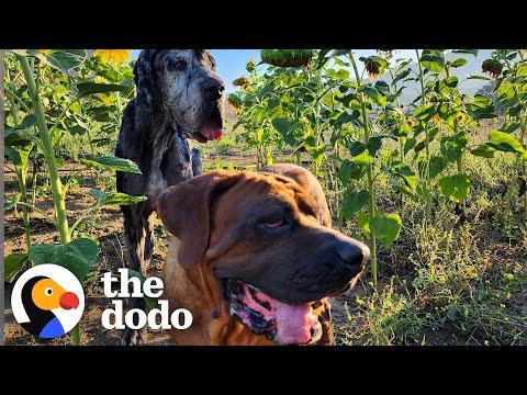 Abandoned Big Dogs Surprise Everyone By Being Huge Babies #Video