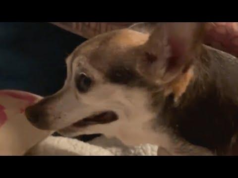 Couple adopts a senior chihuahua. Then they discover her strange habit. #Video