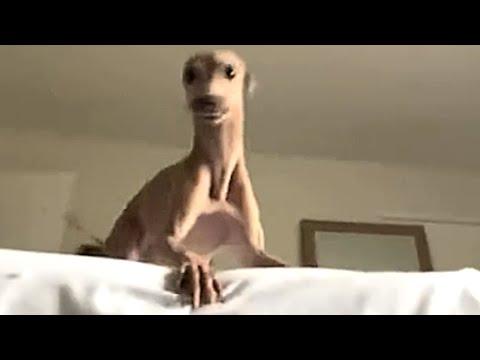 Dog thinks she's in a pinball machine #Video