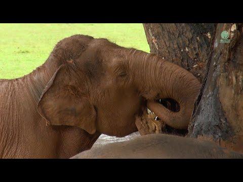 The Reason Why Elephant Love Big Trees #Video