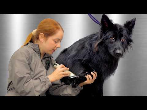 The Camera Doesn't Do This Dog Justice #Video