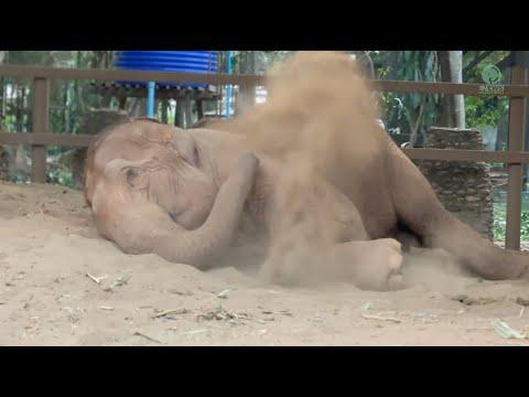 ThaiKoon's Peaceful Nap at Elephant Nature Park - ElephantNews #Video