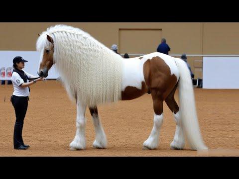 25 Most Beautiful Horses on Planet Earth #Video