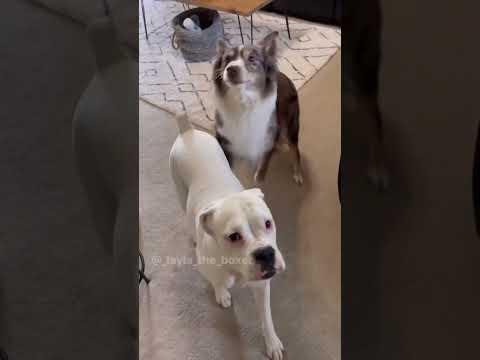 When there’s another dog in mom’s life - Layla The Boxer #Video
