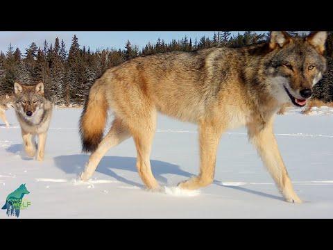 Young wolf seeks out camera to chew on it #Video
