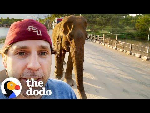 Guy Rescues An Elephant Every Year #Video