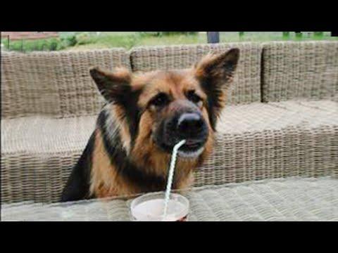 WARNING!!! These Funniest DOGS will make you laugh all day #Video
