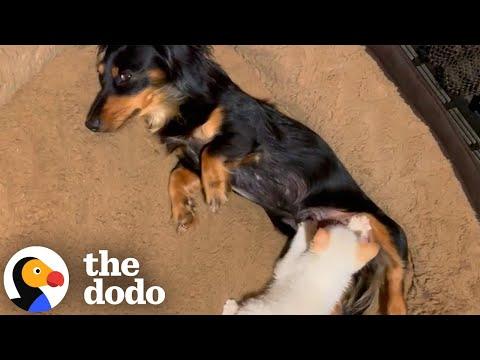 Rescue Kitten Thinks Dachshund Is His Mom And Nurses On Her #Video