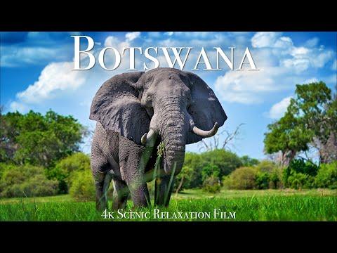 Botswana & Okavango Delta 4K - Scenic Wildlife Film With African Music #Video