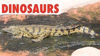 Dinosaurs Are Alive! | Funny Pet Compilation 2018