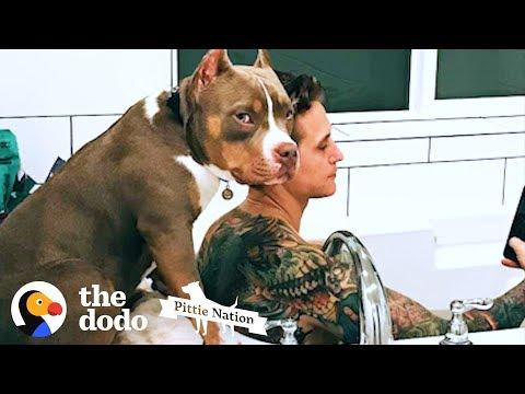 Pittie Copies Everything His Parents Do  | The Dodo Pittie Nation