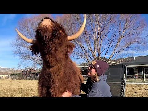 Giant Cow Enjoys Scritches | Funniest Pets Of The Week #Video
