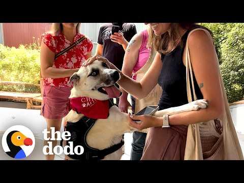 Shelter's Longest Resident Gets A Surprise Adoption Party #Video