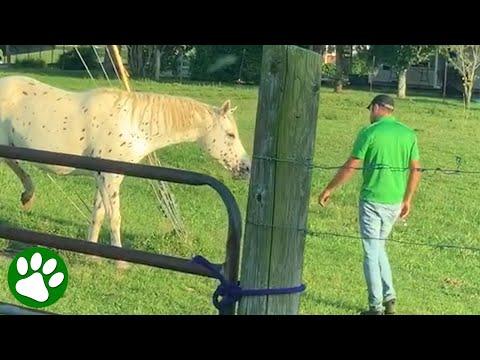 Horse whisperer saves trapped horse #Video