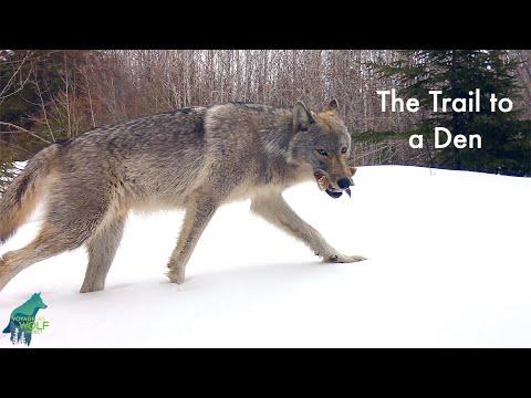 The trail to a wolf den #Video