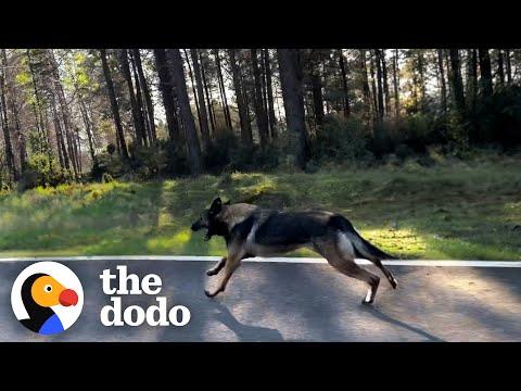 Abandoned Dog Chases His Former Owner's Car #Video