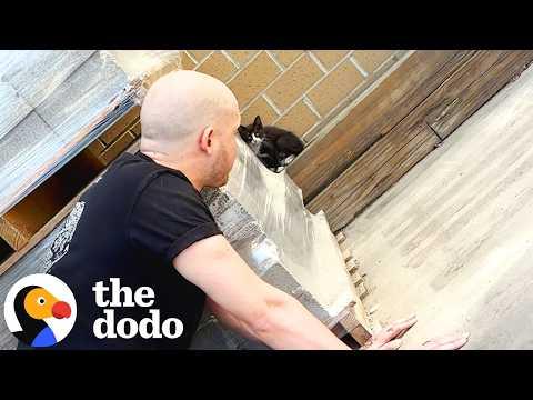 Couple Goes To Lowes And Come Home Hours Later With A Kitten #Video