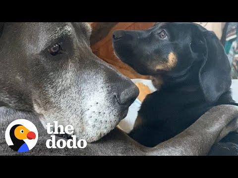Big Dog Didn’t Like Puppies…Until Now #Video