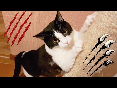 How to train your cat not to scratch furniture video