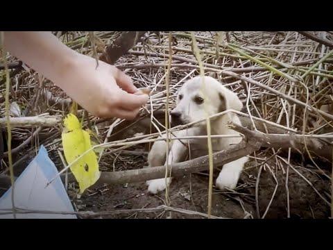 Puppy Left In A Cardboard Box On The Beach Gets A New Lease On Life #Video