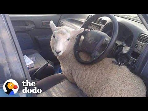Rescued Sheep Makes Himself Part Of The Family #Video