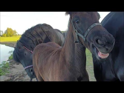 Who's the new boss Video!? After this video you will know! Friesian Horses