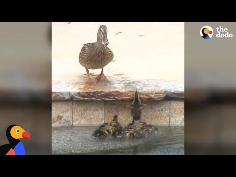 Duck Can't Stand It When Her Babies Get Stuck In A Pool | The Dodo