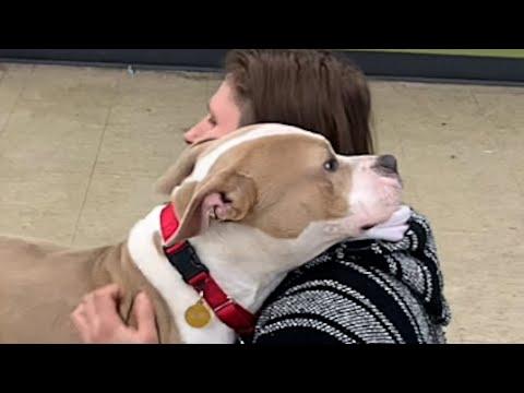 Lost dog's so happy to be rescued #Video