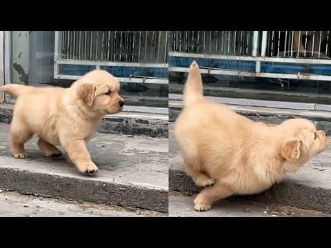 Clumsy Puppy Trips Over Sidewalk And Facepalms Video