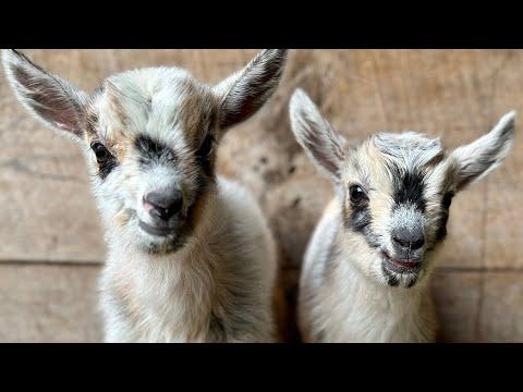 13 lucky goat kid playdate! #Video