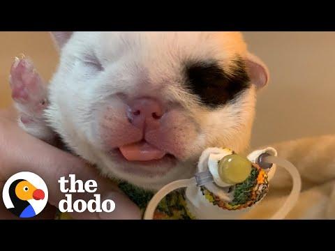 Puppy's Head Doubles In Size Overnight  #Video