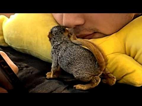 Man does sweetest thing for tiny furball he found on street #Video