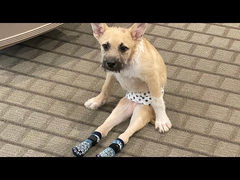 I took home paralyzed dog. Then came the big surprise #Video